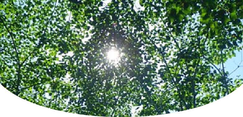 Sunlight through forest image