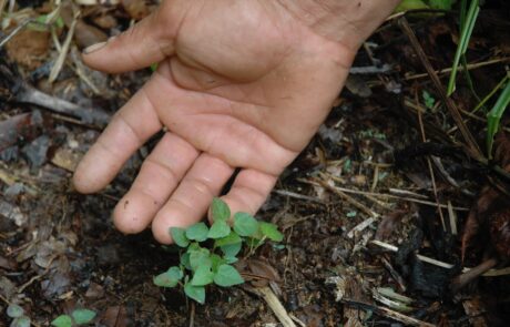 Natural regeneration of a Croton seedling in a secondary forest near the village of Llachapa on the Napo River in Peru. Hundreds of seedlings grow in and around gardens, reforestation sites, and natural clearings or gaps in secondary forests. Photo © 2020 Steven King