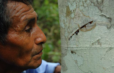 Feliciano Sevillano, an expert on the sustainable production of dragon’s blood, inspecting the flow of latex from a tree that may be selected as a “mother tree” to produce seedlings for reforestation in the lower Napo River region. Photo © 2020 Steven King