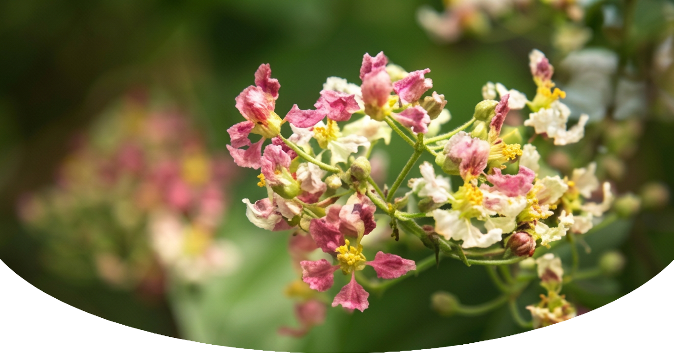 Image of flowing plant