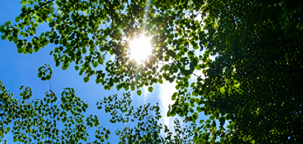 Sun-Burst_1818x865